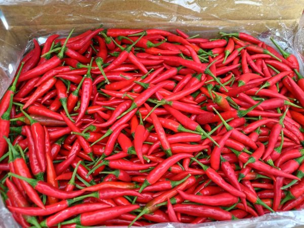 RED CHILI +/- 5KG