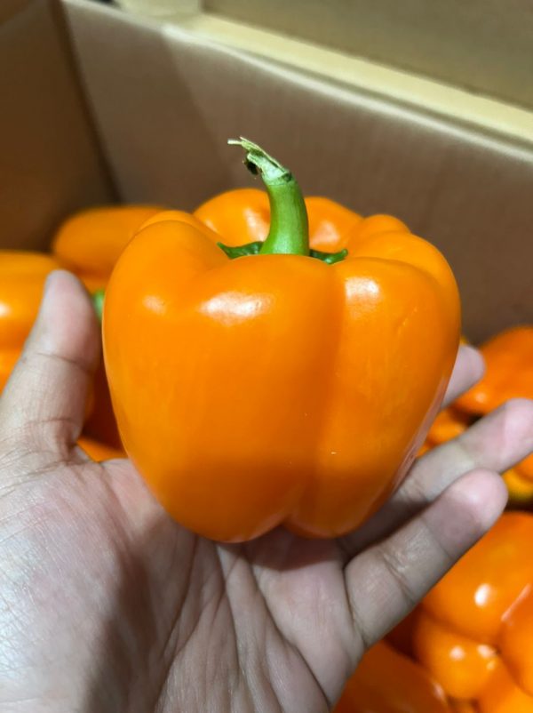 ORANGE CAPSICUM KG