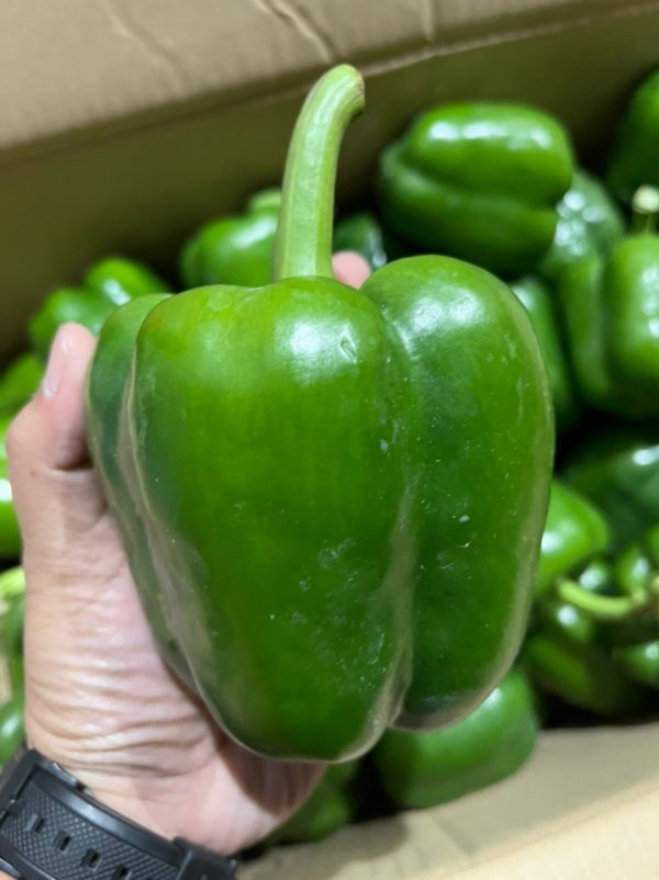 GREEN CAPSICUM KG