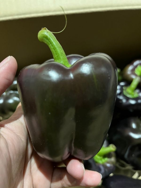 BLACK CAPSICUM KG