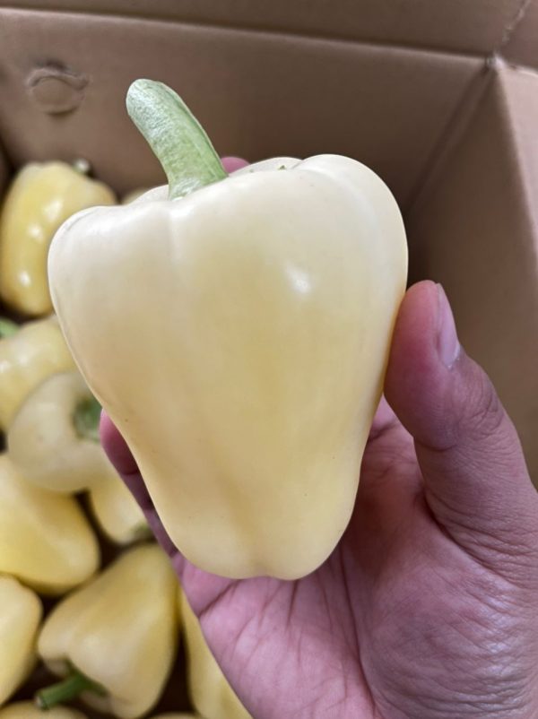 WHITE CAPSICUM KG